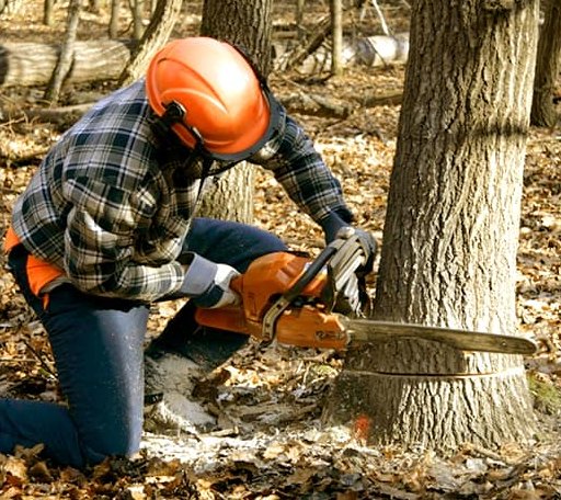 Tree Removal in Hilliard, OH